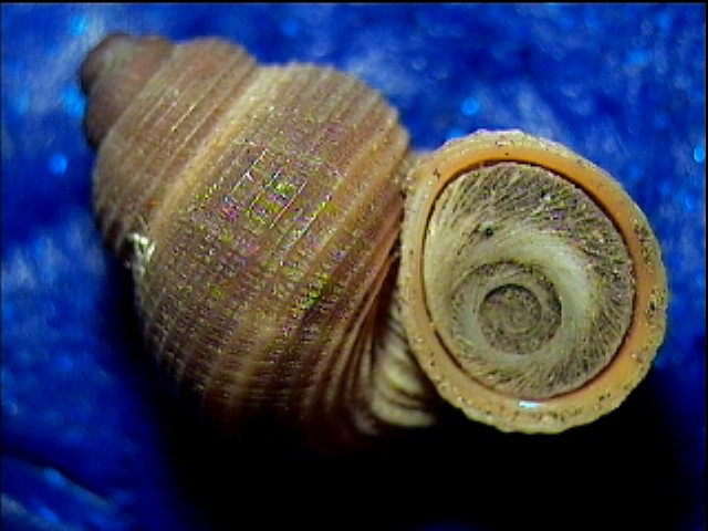 Tudorella sulcata e T. panormitana